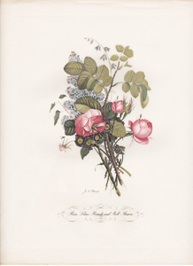 Vintage Pierre-Joseph Redoute roses and flowers